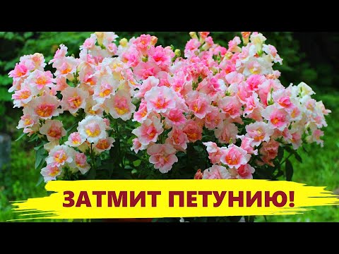 Видео: ЭТОТ ЦВЕТОК ЗАТМИТ ЦВЕТЕНИЕМ ПЕТУНИЮ! ЦВЕТЕТ ВСЕ ЛЕТО! Посадите - не пожалеете