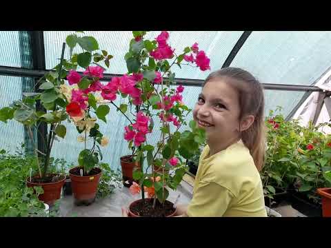 Видео: Бугенвиллеи. Обзор простых сортов