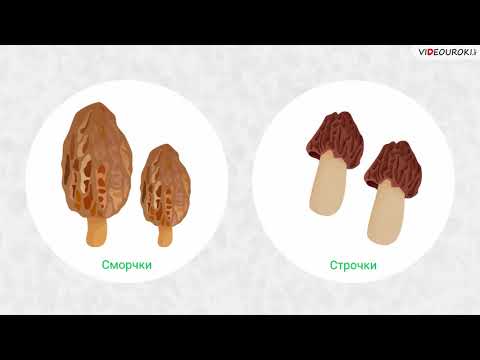 Видео: Грибы, их общая характеристика, строение и жизнедеятельность