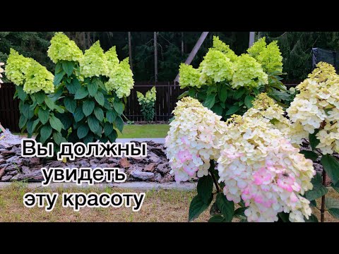 Видео: Цветут шикарные метельчатые гортензии🤍24.07.2024
