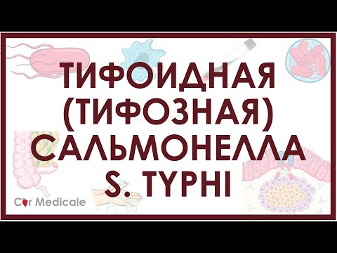 Видео: Тифоидная (тифозная) сальмонелла - S. Typhi - микробиология, патогенез, симптомы, лечение