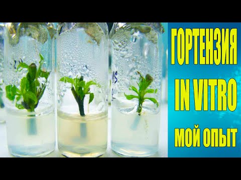 Видео: Гортензии IN Vitro. Мой опыт.