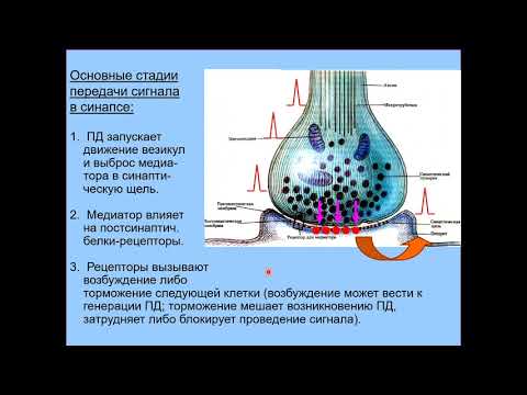 Видео: Дубынин В. А. - Химия мозга - 3. Строение и работа синапса. Принципы деятельности веществ-медиаторов
