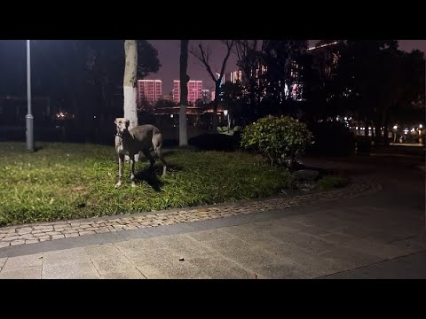 Видео: Четыре месяца тебя никто не забирал! Но может, ты пойдёшь со мной?
