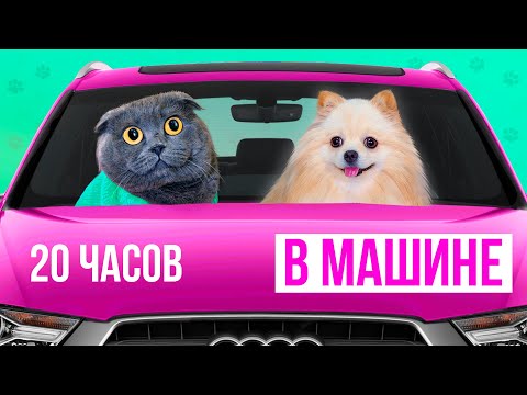Видео: 24 часа В МАШИНЕ С КОШКОЙ И СОБАКОЙ | Путешествие Кошечки Баттерс и Собачки Элис