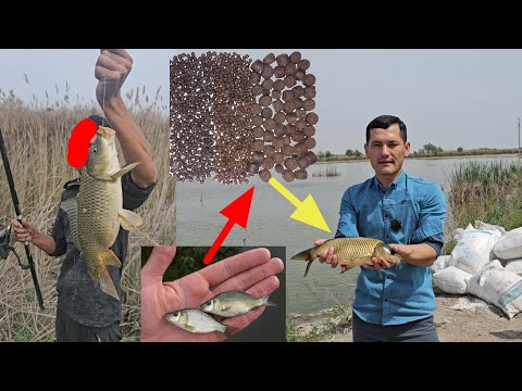 Видео: Баликларни жуда тез катта килувчи Эрон емлари