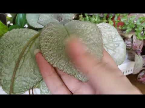 Видео: Эписции