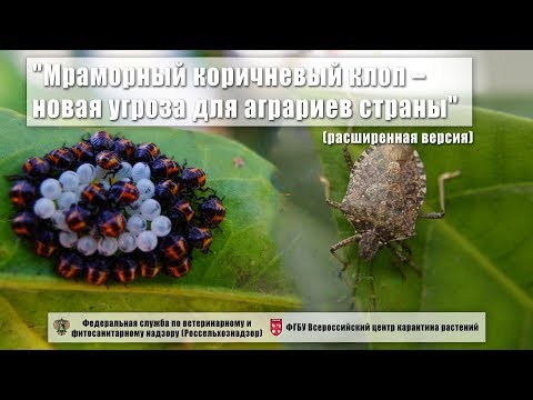 Видео: Мраморный коричневый клоп – новая угроза для аграриев страны (расширенная версия)