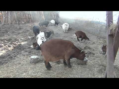 Видео: СКОЛЬКО нужно КАМЕРУНСКИХ коз что бы ОБЕСПЕЧИТЬ семью молоком
