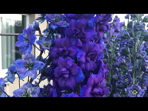 Видео: Деление дельфиниума. Новозеландский дельфиниум Millennium Double Stars. 04.05.23