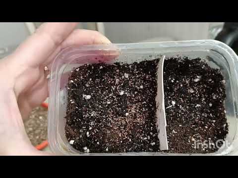 Видео: Посев вербены бонарской