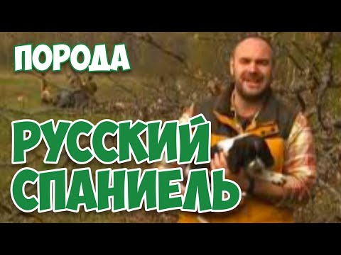 Видео: РУССКИЙ ОХОТНИЧИЙ СПАНИЕЛЬ | Планета собак: Моя Планета
