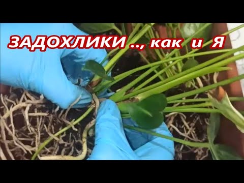 Видео: ЗАДОХЛИКИ , как и Я ✅ Реанимация и размножение