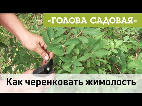 Видео: Голова садовая - Как черенковать жимолость