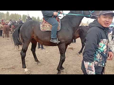 Видео: 12,10,25 жаш жабагы эркек ургачы тай жана чоң жылкы жана бээ бааларын көрө аласыздар 