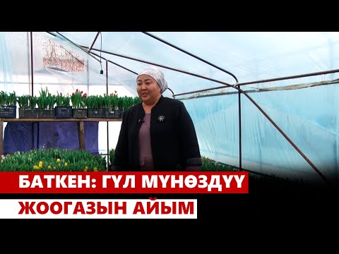 Видео: Баткен: гүл мүнөздүү жоогазын айым
