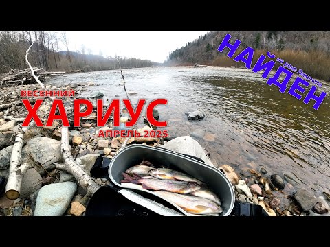 Видео: Весенний хариус на реке Арсеньевка 2025