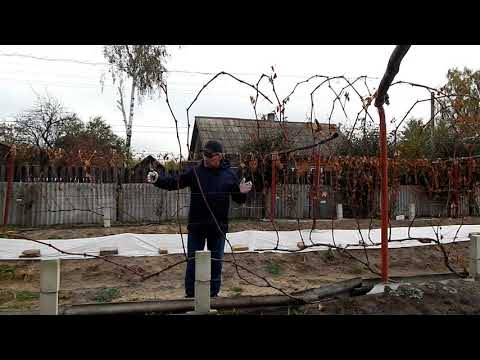 Видео: Не лишайте кусты нагрузки.Не обрезайте, коротко лозу.