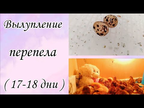 Видео: Вылупление перепелят/17-18 дни/Инкубатор 36/Селадон/Японский перепел/Белый гигант/Малютки Виктории