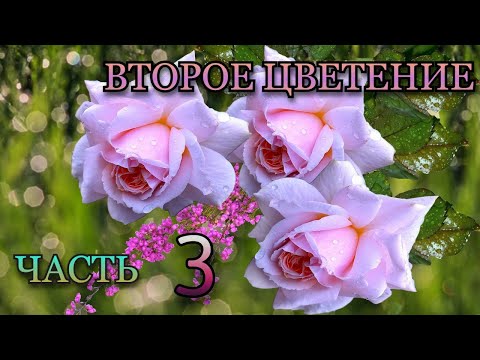 Видео: Начало второго цветения🌹✓Часть 3✓🌹31 роза в обзоре!🦋❤️