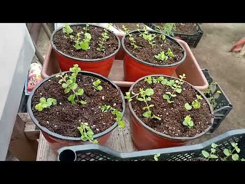Видео: Вербейник монетчатый :  для кашпо