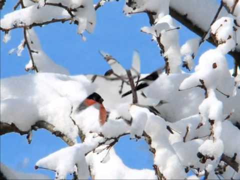Видео: Снегири 902 й ОДШБ