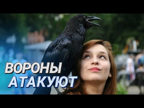 Видео: Вороны нападают на людей II Орнитологи объяснили поведение птиц II Пернатая угроза