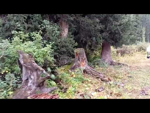 Видео: Кыргызстан, Ущелье Шамси, подъём к водопаду.