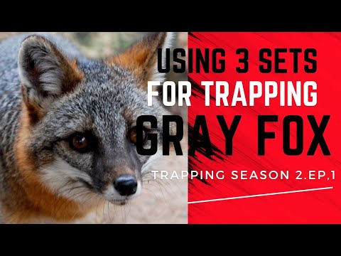 Видео: Отлов серой лисицы (сезон ловушек 2, серия 1)