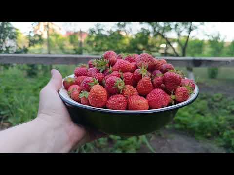 Видео: Ремонт дома. Собрали небывалый урожай ягоды. Дела домашние.