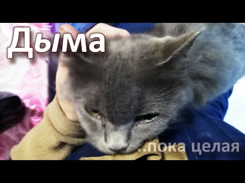 Видео: Дыма. Четверо суток на морозе.