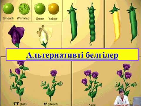 Видео: Моногибридті және дигибридті будандастыру кезінде тұқым қуалау заңдылықтары