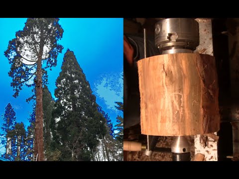 Видео: Дерево, вращающееся с высоты, имейте немного сердца