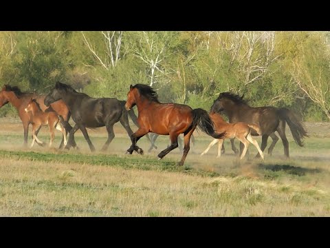 Видео: Жеребята в табуне Руслана.