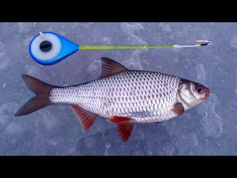 Видео: Плотва по последнему льду на Рыбинском водохранилище. Ловля плотвы на безмотылку и мотыля.Жор плотвы