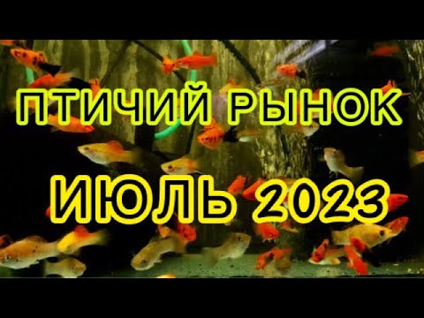 Видео: ПТИЧИЙ РЫНОК, САДОВОД, МОСКВА 2023. Обзор рыбы, которая есть в июле