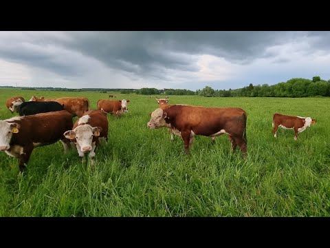 Видео: ВЕЧЕР на Пастбище с нашими Коровками, 7 июня 21 года. Все хорошо!