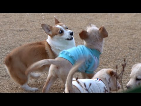 Видео: Вельш-корги впервые видит стаю 2-месячных щенят (Первая встреча с Космосом и Планетой)