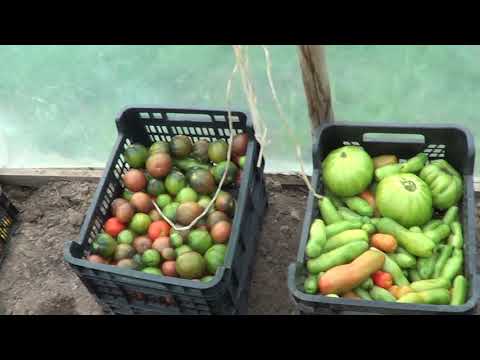 Видео: ТЕПЛИЧНЫЙ УРОЖАЙ 2020