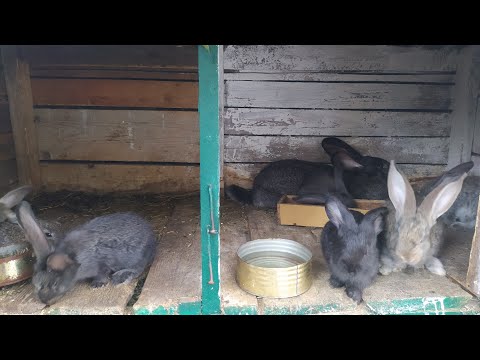 Видео: Кролики Фландр | Модернизация клетки для крольчат | Показываю и рассказываю!