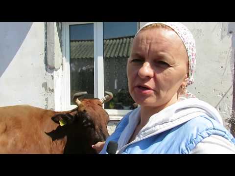 Видео: ОТЕК ВЫМЕНИ. Как с этим бороться ? Как предотвратить ?