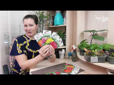 Видео: Цинии на рассаду посадите в апреле | Необычные семена махровых циний