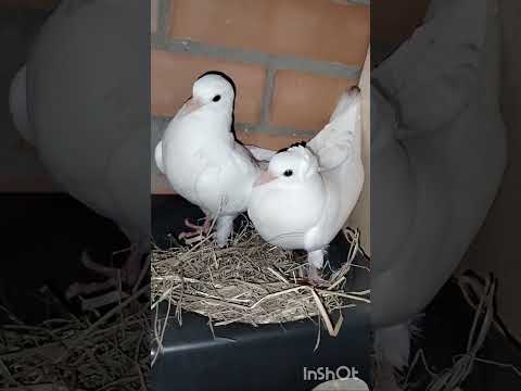 Видео: Малых оберегаю 🤣