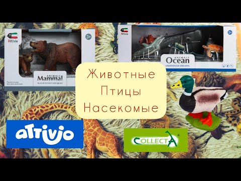 Видео: Животные•Птицы•Насекомы