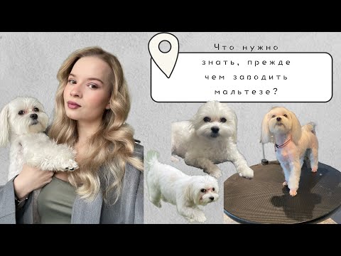 Видео: Что нужно знать о мальтийской болонке? Аллергия | личный опыт