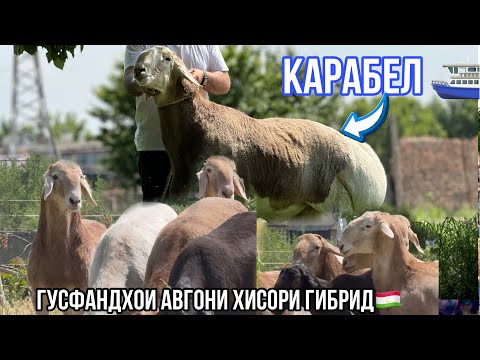 Видео: Кушкори Авгони Гигант КАРАБЕЛ