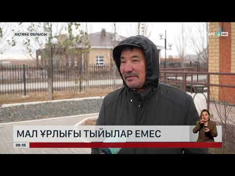 Видео: Мал ұрлығы тыйылар емес