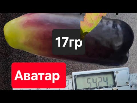 Видео: РЕКОРД АЗ ҲАМА ДОНИ КАЛОНТАРИН АВАТАР ЧАНД ГРАММ БАРОМАД ЯГОН АНГУРПАРВАРИ РУИ ДУНЁ ЧУНИН нашуд