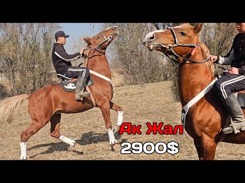 Видео: Ак жал арзан чыкты 