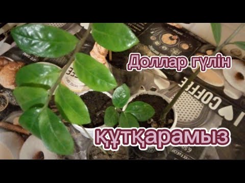 Видео: Замиокулькас🌱 Доллар гүлі 🌱 Құтқару🌱 Гүлдер әлемі 🌿 Отырғызу,көбейту, суғару.